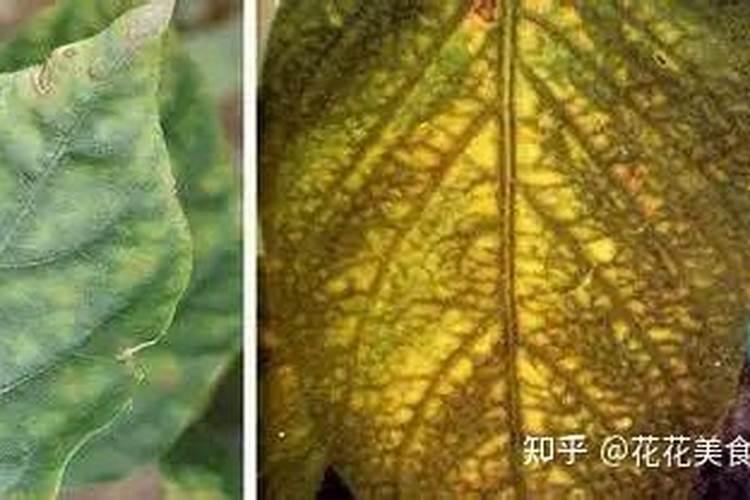 中量元素篇:各种元素的生理作用以及元素缺乏症状表现