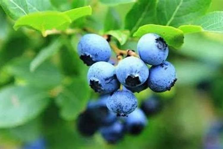 大棚草莓温度水肥管理 草莓病虫害防治