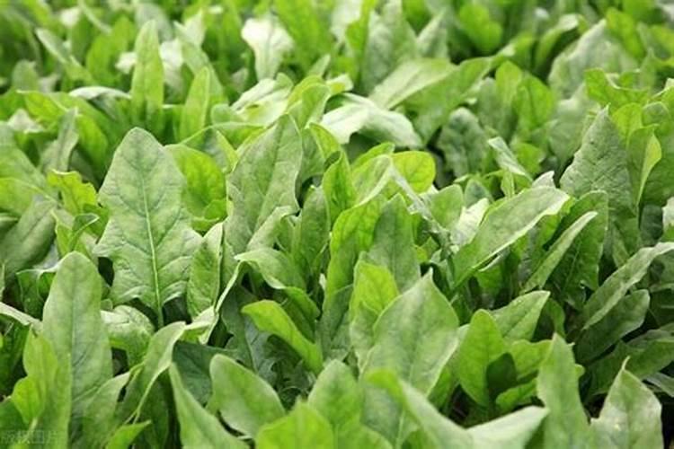 杂草烧成灰是否能做养花肥料吗？
