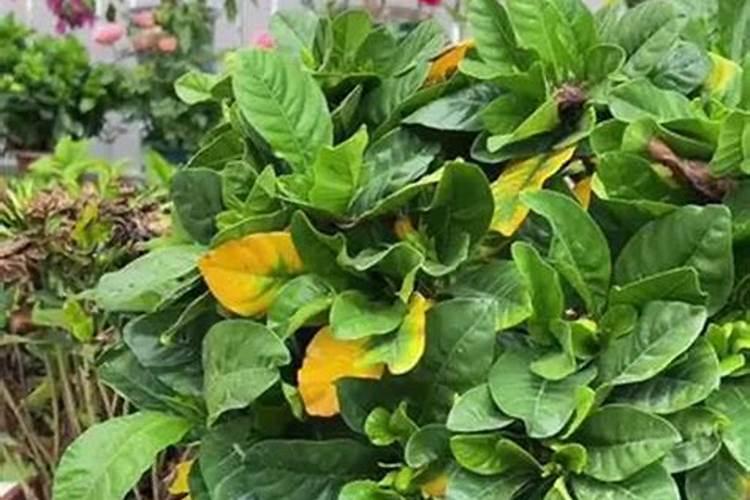 茶花的施肥方法