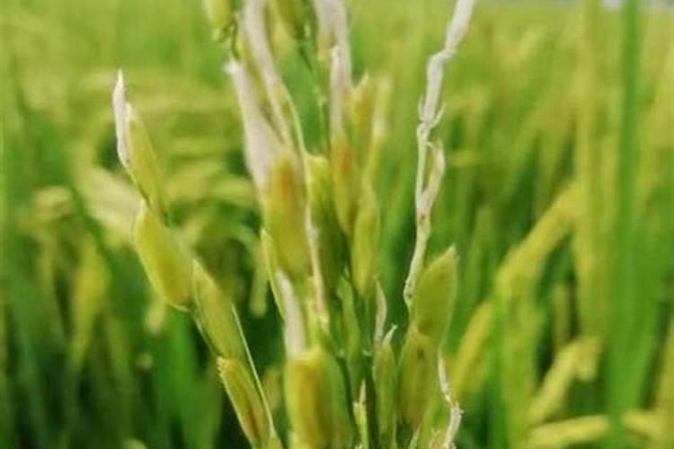 种植水稻最忌讳什么肥