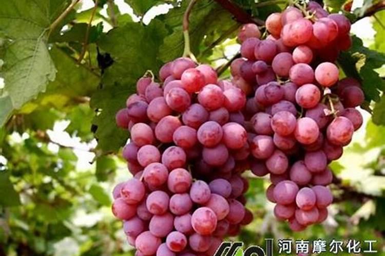葡萄第一次打硼,钙,锌叶面肥什么时候