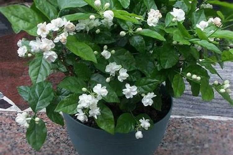 茉莉花多久施一次肥 应该施什么肥