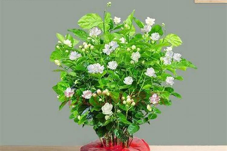 茉莉花怎么施肥,施什么肥