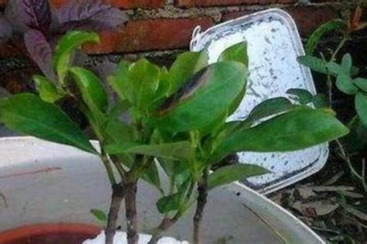 茉莉花什么时候施肥 茉莉花怎么施肥