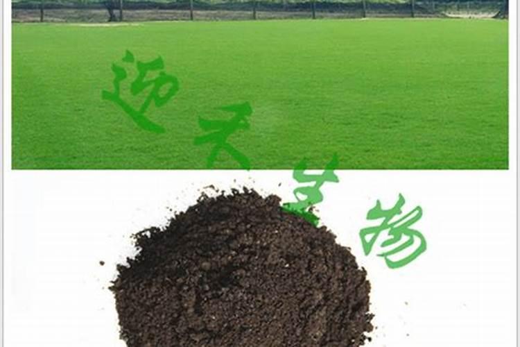 绿化种的草皮需要施肥吗