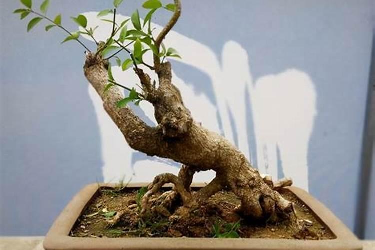 小叶赤楠开花吗？