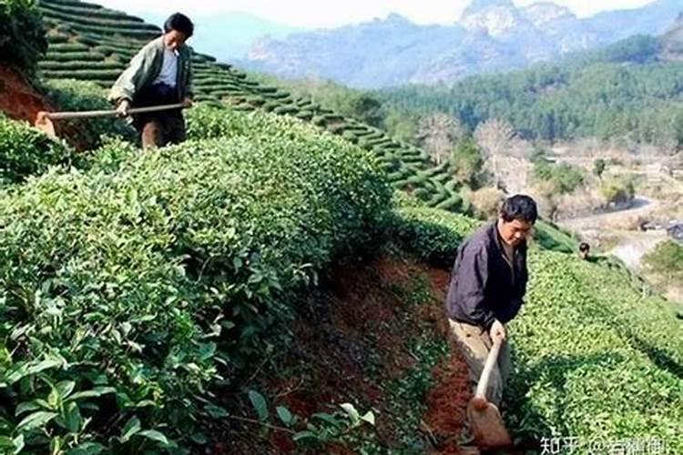 茶花上肥方法 氮肥催春梢