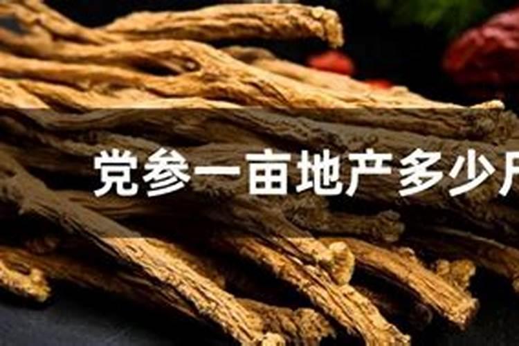 党参育苗栽培技术