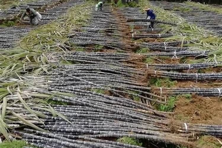 矿源黄腐酸钾和生化黄腐酸钾,区别是什么？