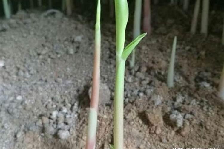 姜苗第三次追肥的时候,如何进行生姜培土？