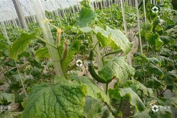 夏黄瓜种植管理技术