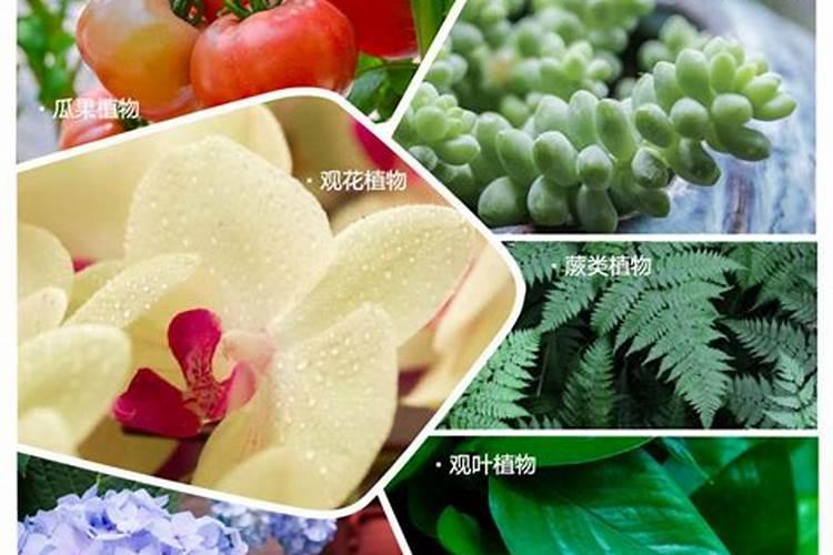 什么原因造成花生后期早落叶