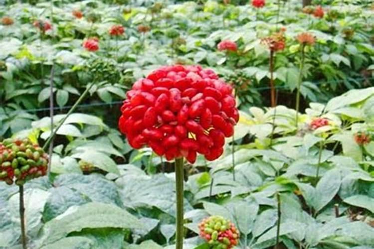 三七盆栽怎么种 三七盆栽种植方法