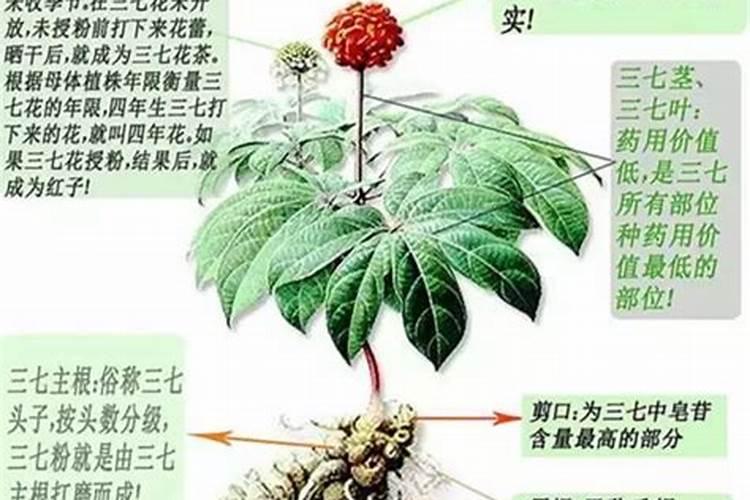 三七施什么肥最好
