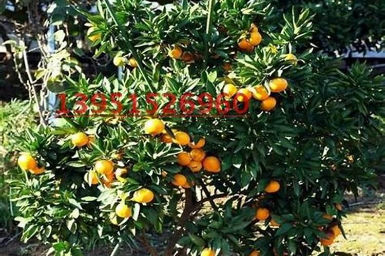 沃柑高产关键种植技术要点 沃柑种植注意事项有哪些