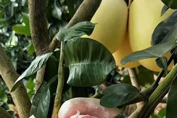红蜜柚施什么肥最好