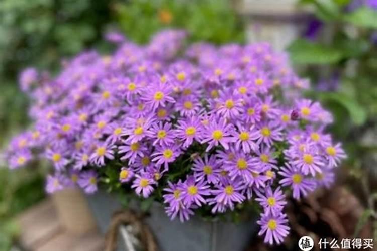 姬小菊徒长不开花是怎么回事