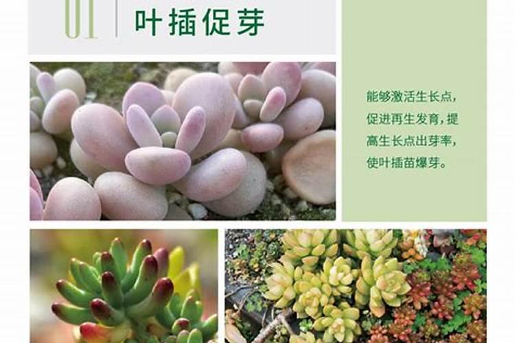 花多多1号和2号花肥的用途和用法？