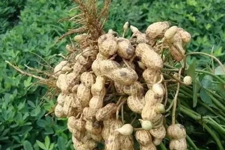 花生专用肥常用产品,花生专用肥使用