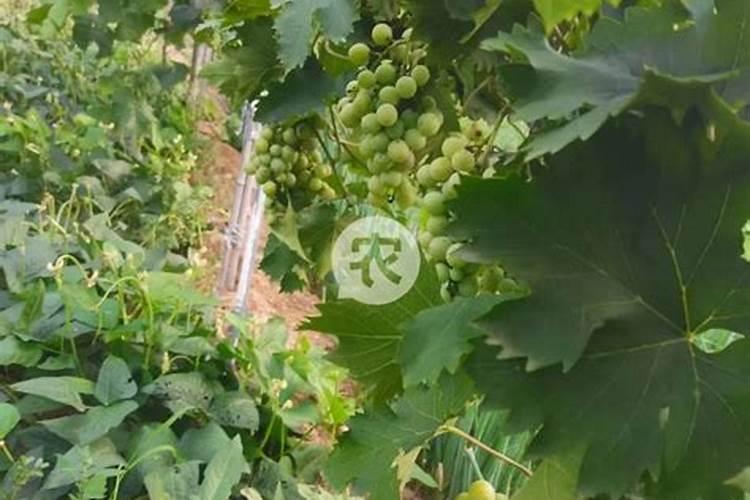枯草芽孢杆菌可以加海藻多肽鱼蛋白吗？