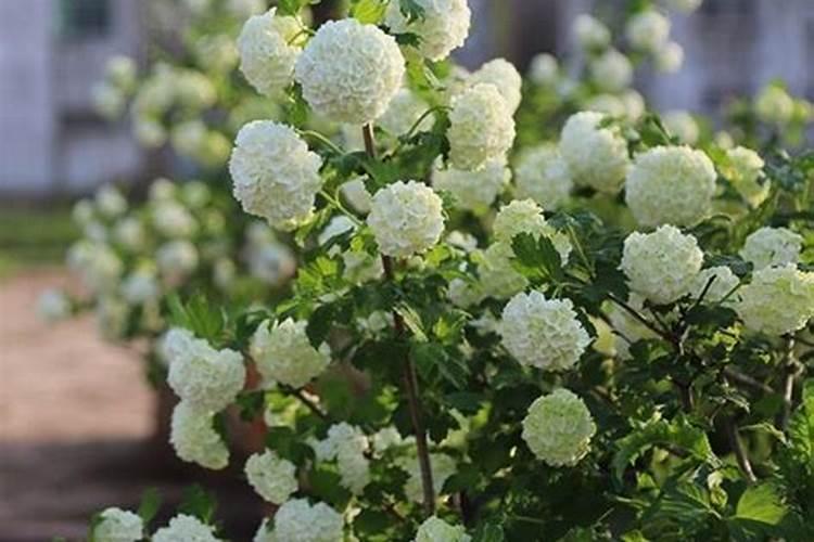 香草草莓绣球养殖方法