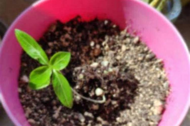 盆栽玫瑰花在花苗期可以施肥吗？