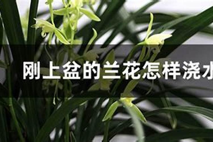 玫瑰花苗种植方法