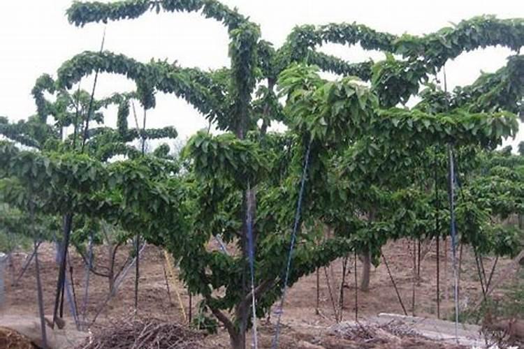 芸苔素能促进生根吗