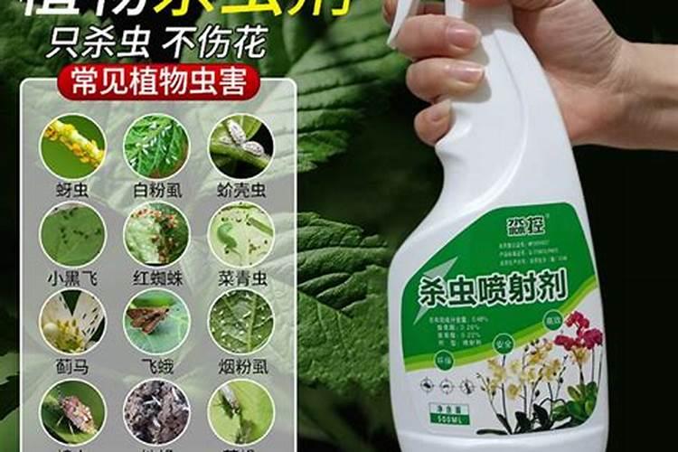 芸苔素内酯作用可用在菊花上吗
