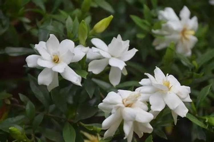 夏季白兰花怎么养
