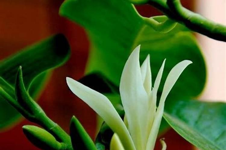 白兰花施什么肥最好