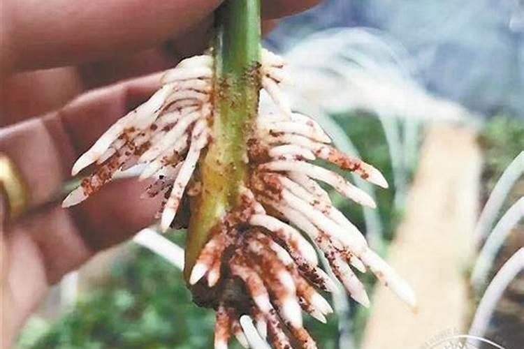 兰花上盆多久生根