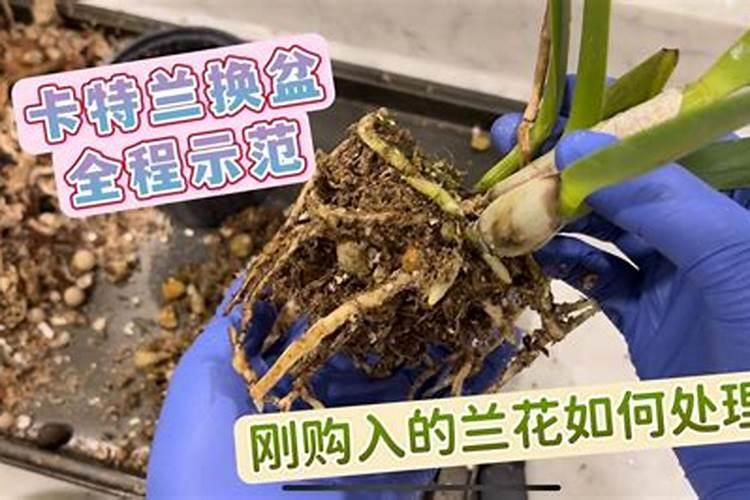 兰花有花苞时可以施肥吗？你怎么看？