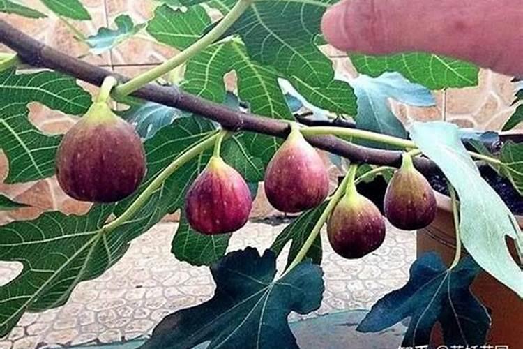 无花果用什么肥料 该如何管理