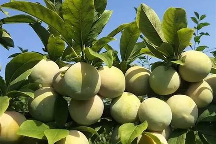 李子树地里用什么除草剂？