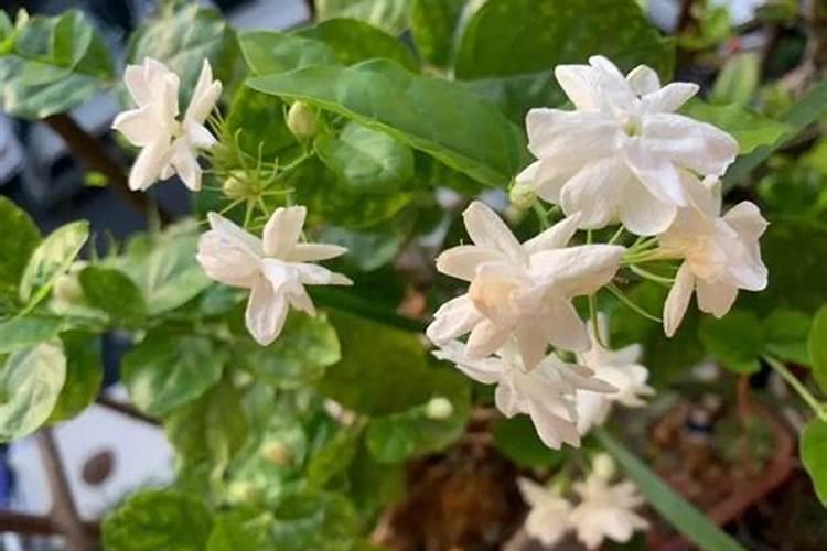 茉莉花施什么肥开花多