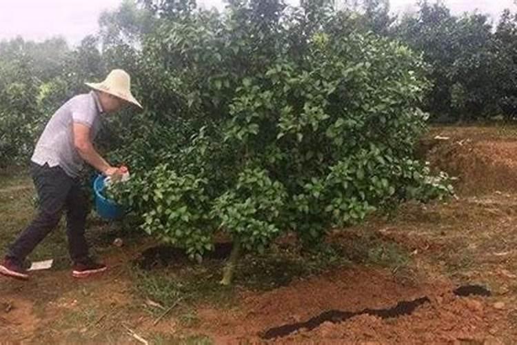 爱媛38最早几月份开花？