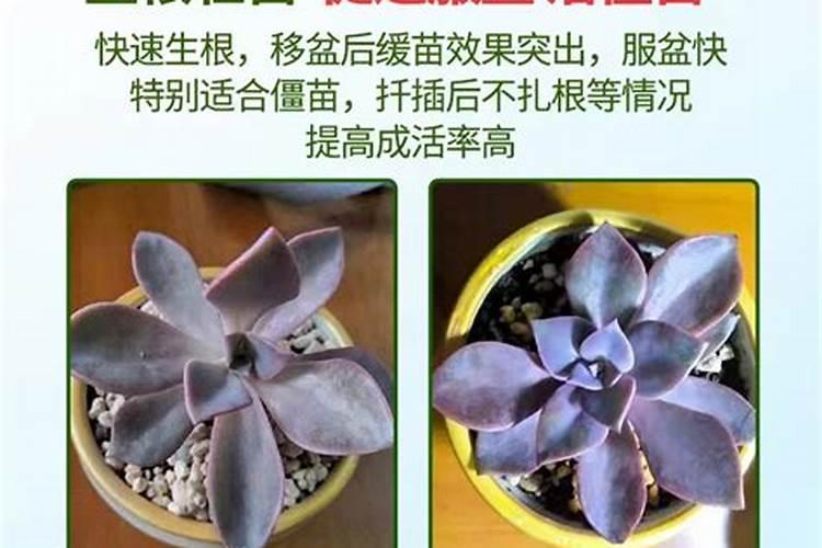 多肉施什么肥料最好