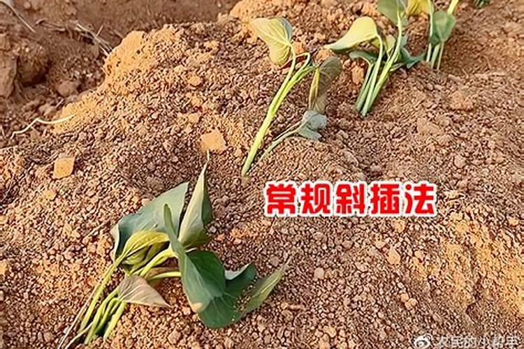 草木灰施红薯方法
