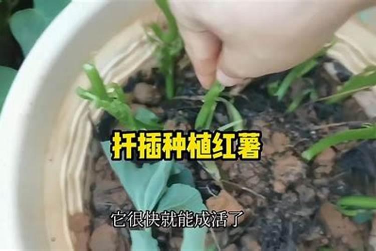 红薯一共要施肥几次 施什么肥可以提高产量