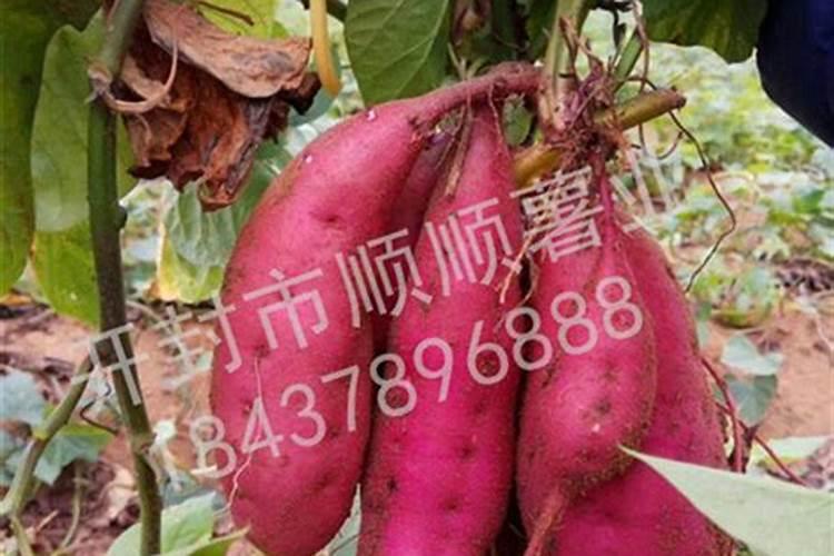 红薯增产小技巧,巧用草木灰,红薯个大皮滑品质佳!