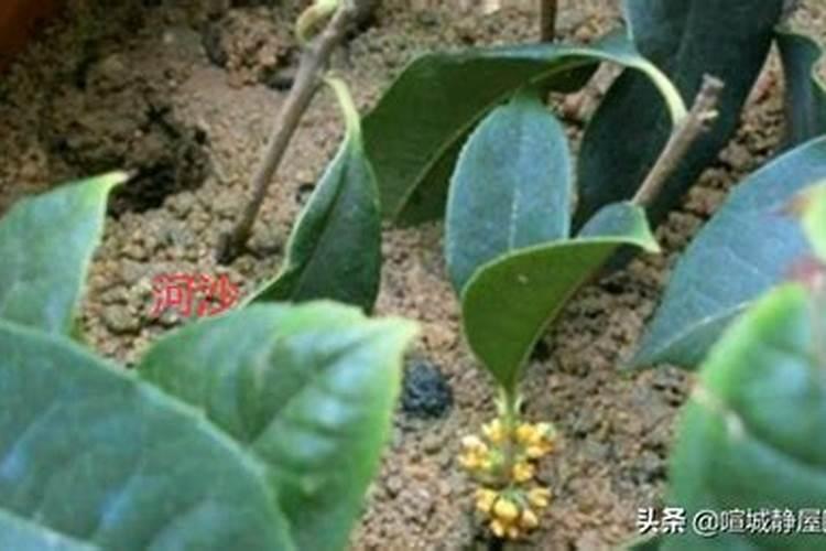 桂花底肥放什么肥好