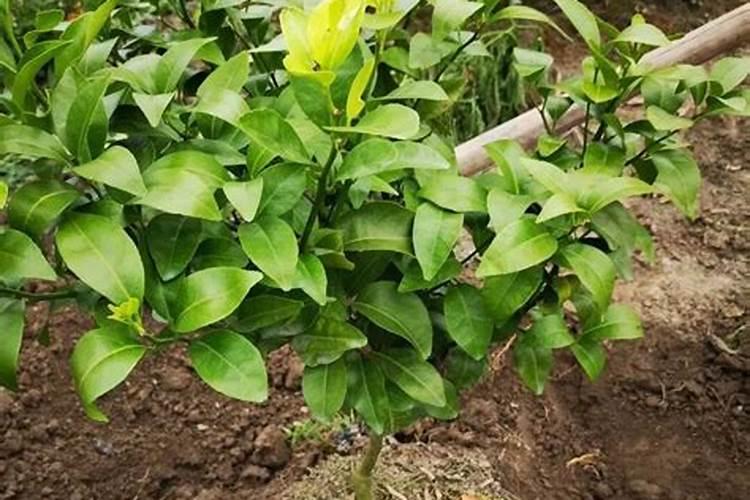 茉莉花一盆里种几棵好？