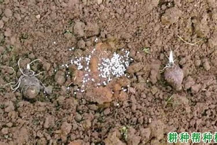 魔芋追肥用什么肥料好