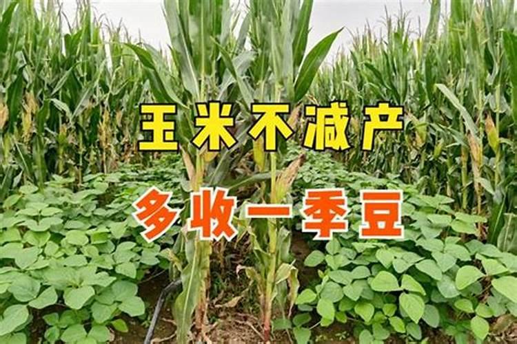 你好,请问玉米专用肥黄豆使用可以吗？