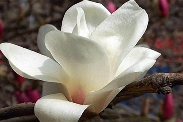 白兰花施什么肥料最好