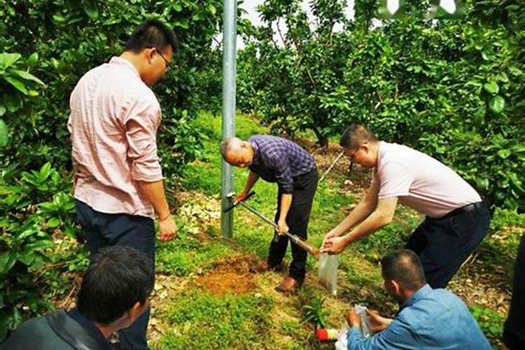 荔枝幼年树施肥的用量是什么？