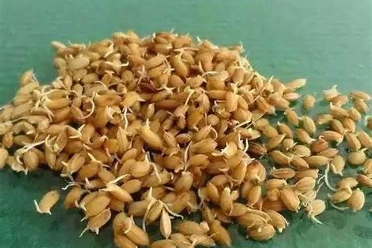 什么肥料让刚发芽的种子快速成长？