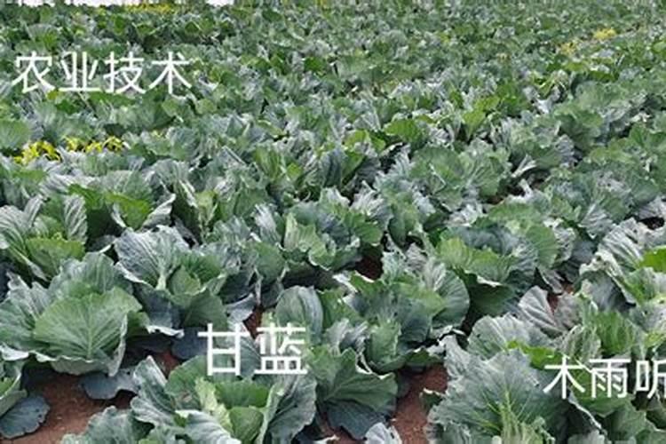 甘蓝施什么肥最好